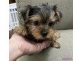 3-cachorros-yorkie-para-adopcion-small-0