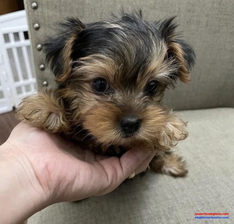 3-cachorros-yorkie-para-adopcion-big-0