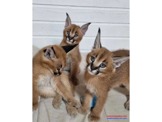 Gatitos sabana, serval y caracal disponibles