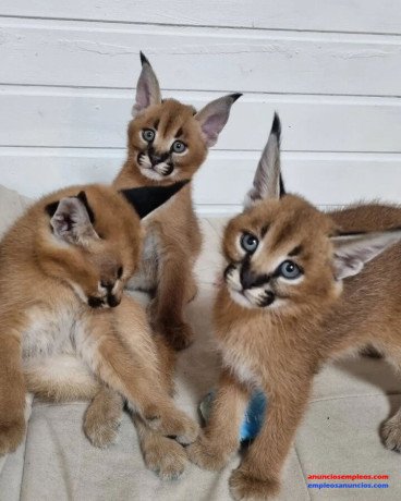 gatitos-sabana-serval-y-caracal-disponibles-big-0